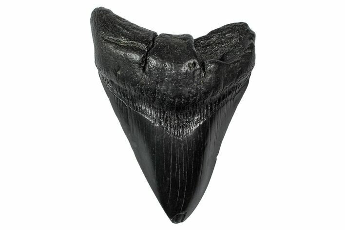Fossil Megalodon Tooth - South Carolina #340201